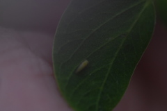 Acizzia jamatonica
