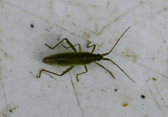 Stenodema calcarata