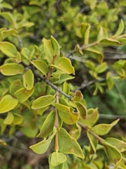 Vangueria parvifolia