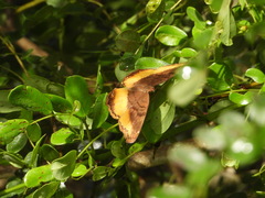 Eurytela dryope angulata