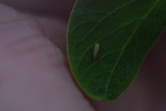 Acizzia jamatonica