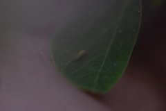 Acizzia jamatonica
