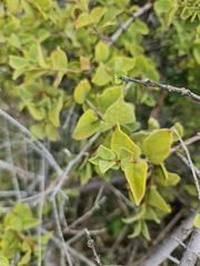 Vangueria parvifolia
