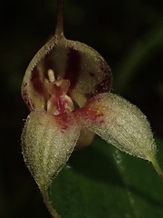 Masdevallia nidifica