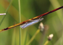 Crambus pascuella