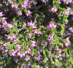 Erica labialis