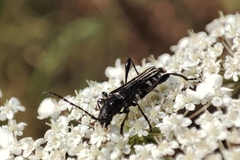 Stenopterus ater