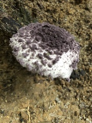 Coniolepiota spongodes