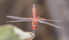 Erythrodiplax corallina