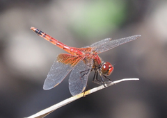 Erythrodiplax corallina