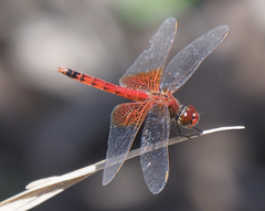Erythrodiplax corallina