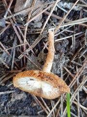 Tubaria romagnesiana