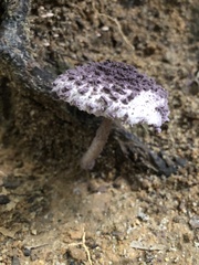 Coniolepiota spongodes