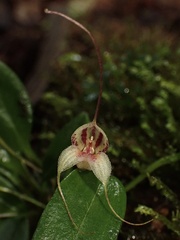 Masdevallia nidifica