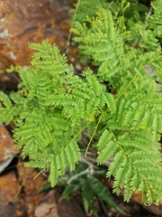 Senegalia caffra