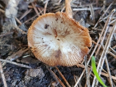 Tubaria romagnesiana