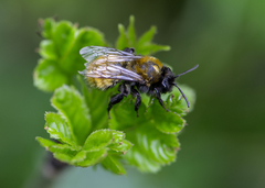 Andrena fulva