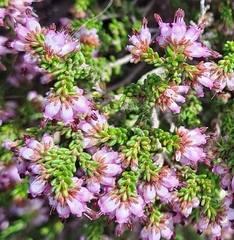 Erica labialis