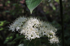 Cornus controversa