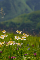 Anemonastrum fasciculatum