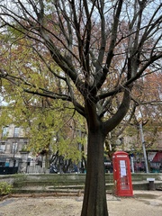 Celtis australis
