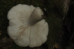 Leucopaxillus