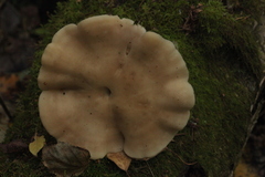 Leucopaxillus