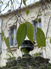 Celtis australis