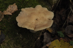 Leucopaxillus