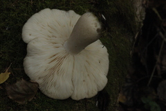 Leucopaxillus