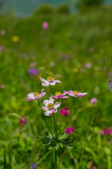 Anemonastrum fasciculatum
