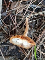 Tubaria romagnesiana