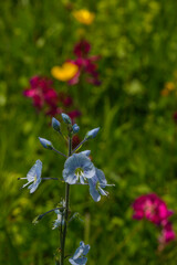 Veronica gentianoides