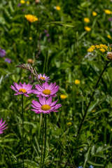 Tanacetum coccineum