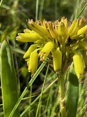 Aloe linearifolia