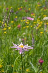 Tanacetum coccineum