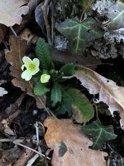 Primula vulgaris