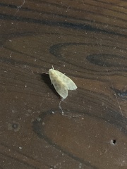 Hemipsilia coavestis