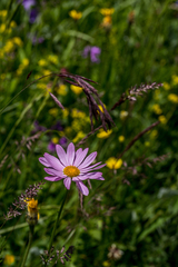 Tanacetum coccineum