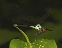 Diphlebia euphoeoides