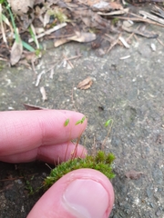 Ptychostomum capillare
