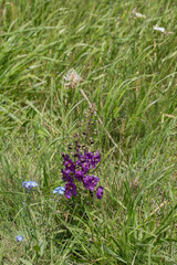 Verbascum phoeniceum