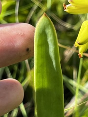 Aloe linearifolia