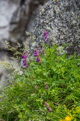 Hedysarum caucasicum