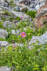 Tanacetum coccineum
