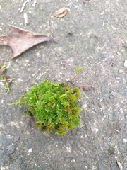 Ptychostomum capillare