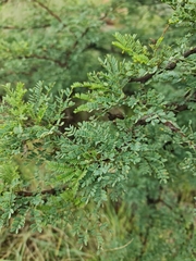 Vachellia robusta