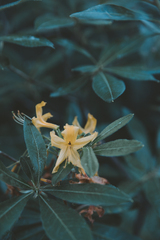 Rhododendron luteum