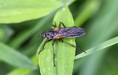 Empis tessellata