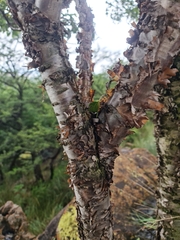 Heteromorpha arborescens